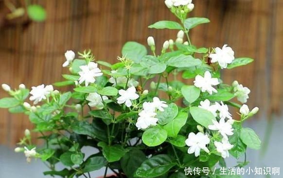 家庭盆栽茉莉花该如何管理早春满足4个条件,五六月砰砰开花!
