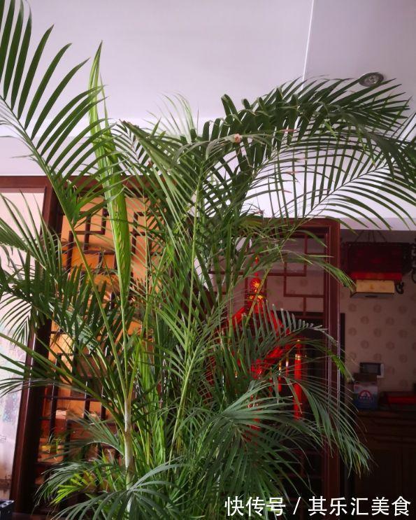 家中养“5种竹”,富贵不俗,护家祥瑞,好日子节节高升