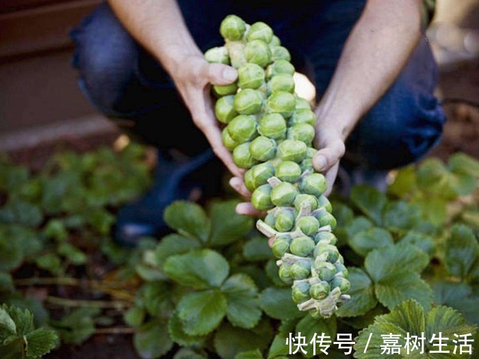 燃脂菜|天然的“燃脂菜”发现了，每天炒一盘，燃烧脂肪，胖人越吃越瘦