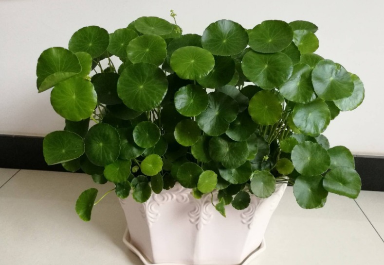 杀菌|养花自制杀菌水有什么方法？学会这几招，用料安全，见效快