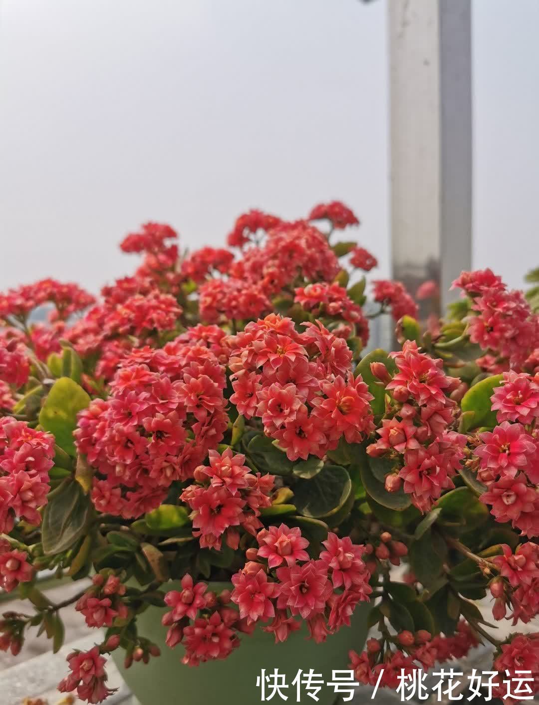 鸡蛋壳|家里4种不起眼的东西拿来养花,土壤更疏松,花花长得更快更好