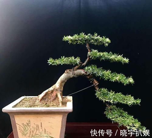 观赏价值|罗汉松盆景观赏价值高，罗汉松盆景养护注意什么