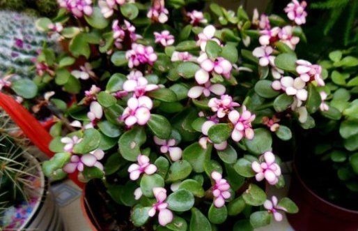 如果你是封闭阳台,不要碰“3种花”,这个环境根本养不好