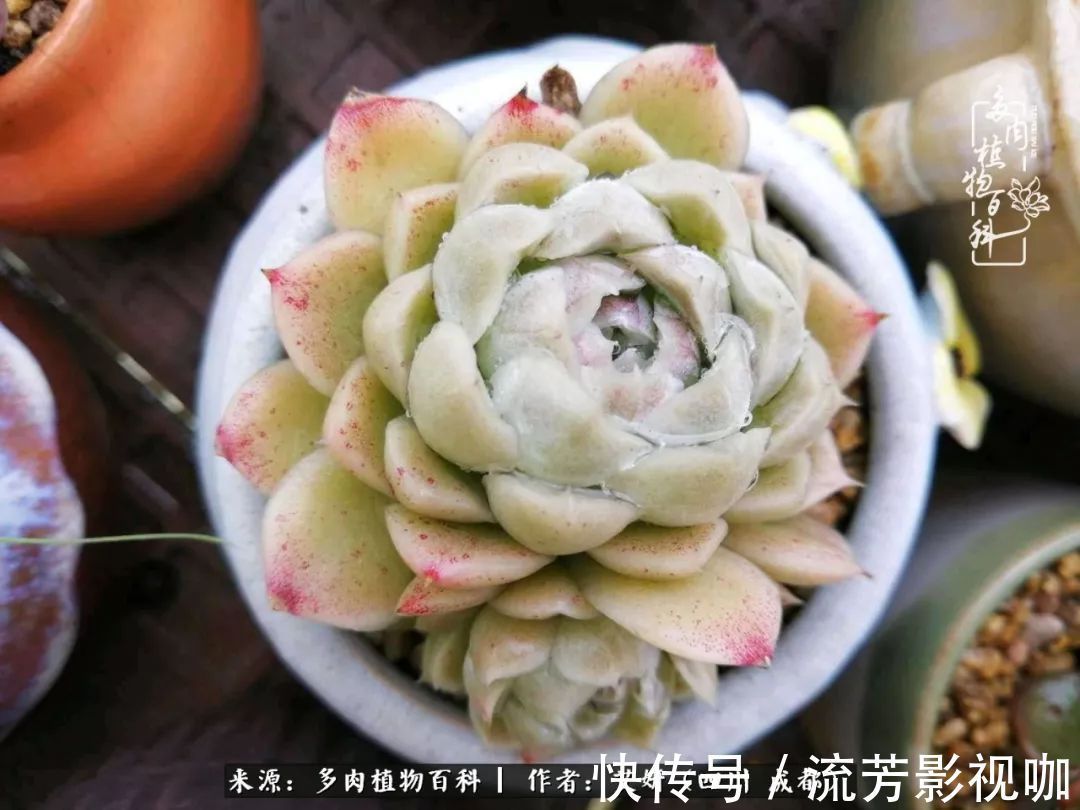 多肉|人生有时候就像多肉,不是不出彩,只是经历的时光还不够!