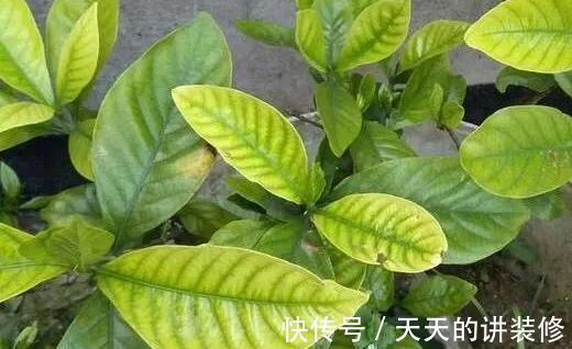 根结线虫病|养栀子花的日常,原以为是“夏日王者”,没想到却是个“娇娇女”