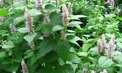 一种比香水还香的野草,含一片叶子能除口臭,还是上等高钙菜!