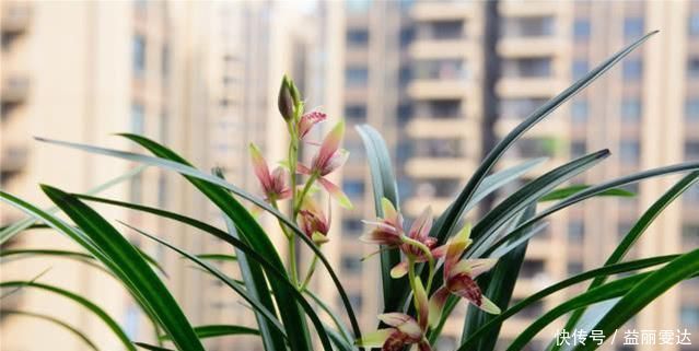 养兰花,注意这2点,兰花不烂根,不易腐,叶绿又亮,花朵呼呼开