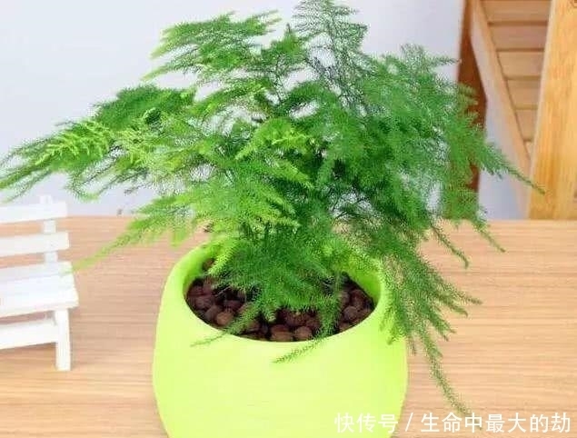 绿萝|厉害了!这12个养花技巧超级实用,新手花友别错过哦!