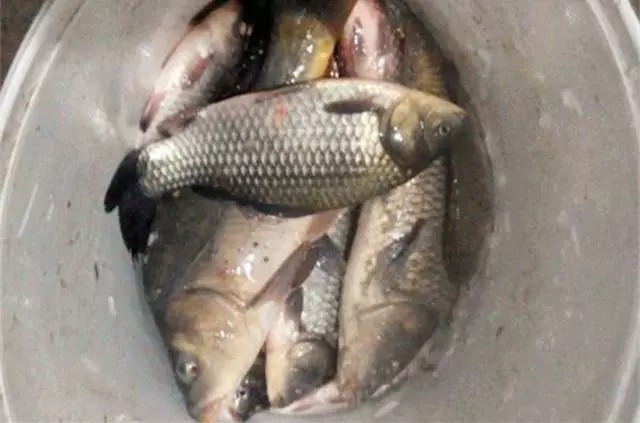 不管钓鲫鱼、鲤鱼还是草鱼,只要使用这款饵料就够了,四季通用!