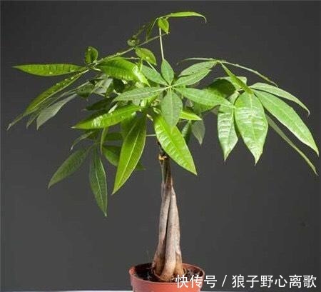 养发财树，注意1个小细节，不烂根不黄叶，嫩叶蹭蹭长，枝繁叶茂！