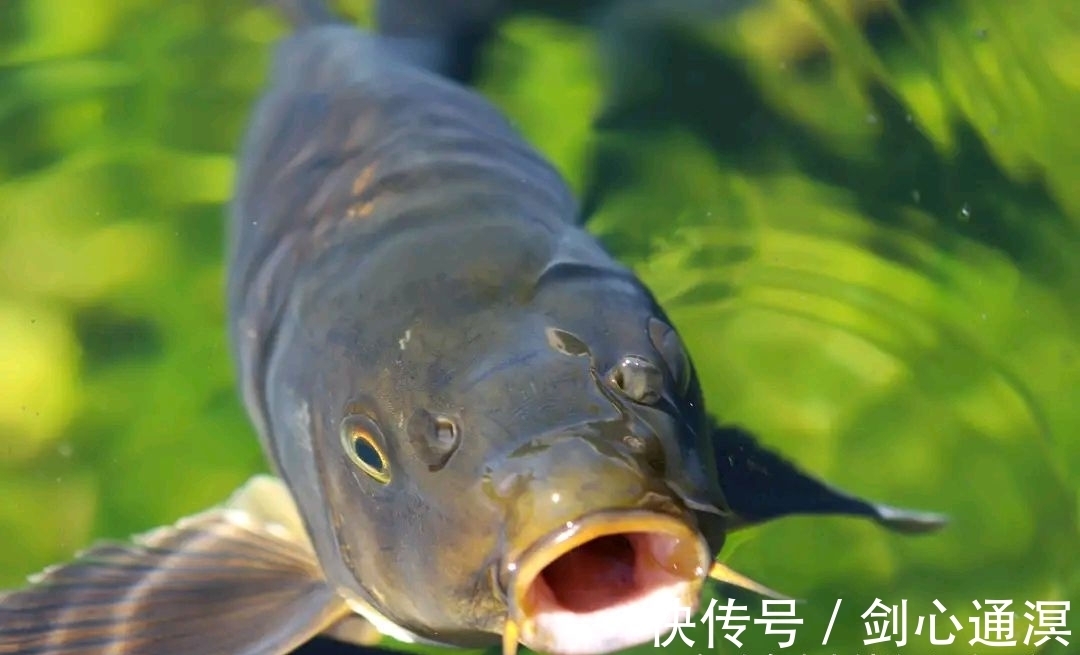 20年钓痴分享，冬季鲤鱼绝杀钓法，冬钓找对方法钓鲤鱼并不难