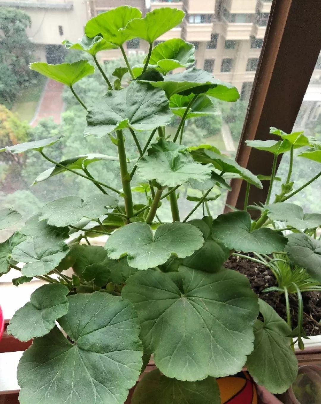 这花真便宜，100块买了一阳台，爆花多得看不见叶子