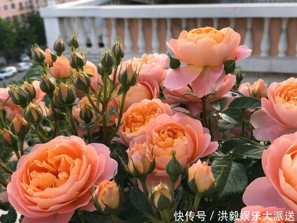 植株|想让月季开花多,记住5月做好“几件事”,花苞一茬又一茬