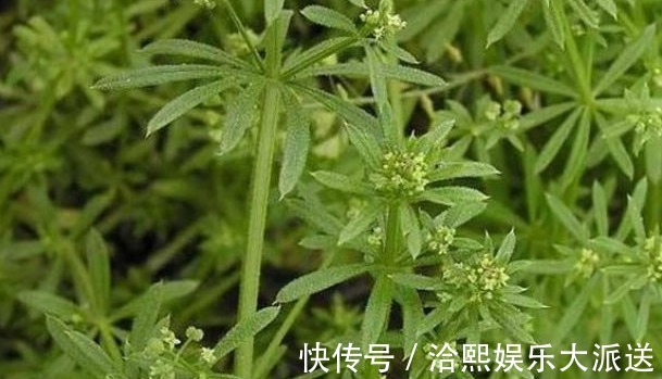 尿路感染|农村的一种野草,人称“血见愁”,是痛经女人的最爱