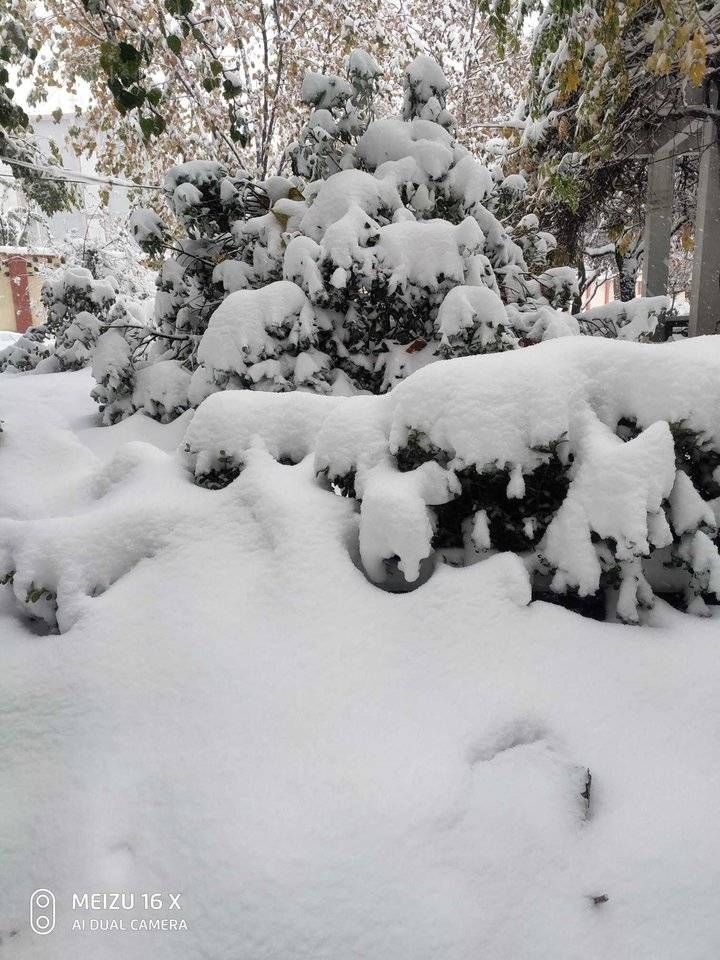 并蒂莲花|我见识了今年的风花雪月