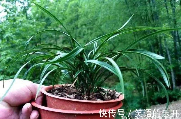 兰友随手浇一浇，兰花烂根不开花，3个坏习惯一定得改