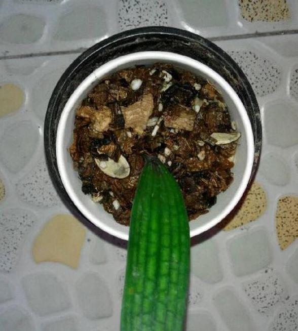 如何养殖君子兰，侧芽蹭蹭往外冒施肥用它们，盆栽新芽窜不停