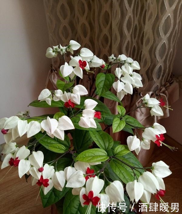 忘了绿萝吊兰吧,这种盆栽绿植,全年开花,观赏价值高,还很好养!