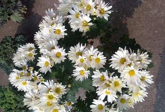 花贵妃|一鸣惊人的5种树桩盆景,好看还不贵,养家里奢华显档次!