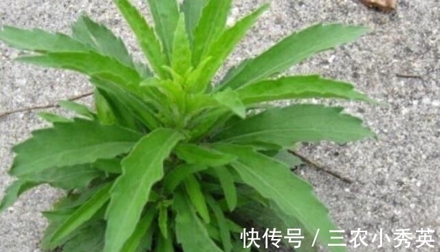 杀菌|农村一野草,农民见1个拔1个,可杀菌消炎,已有人开始大量种植