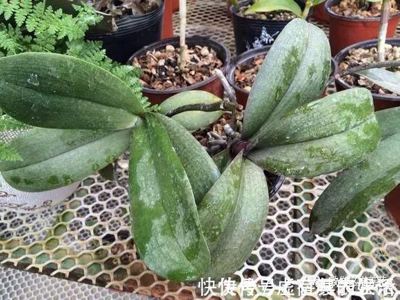 养花|老花匠:扔4种“东西”,就是扔钱,比花肥还好用,不花钱!