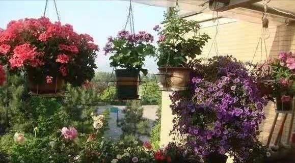 养花高手不买一楼房子，庭院生活，一个阳台就能实现，羡慕