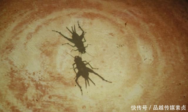 奇葩|明朝十六帝，个个是奇葩，是遗传？ 朕只有吊死才能成为屌丝