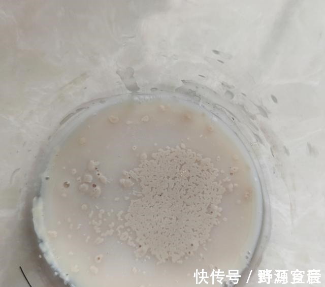 酵母|玉米面最好吃的做法,玉米面棒棒馍,比面包还香,闺女一口气吃俩!