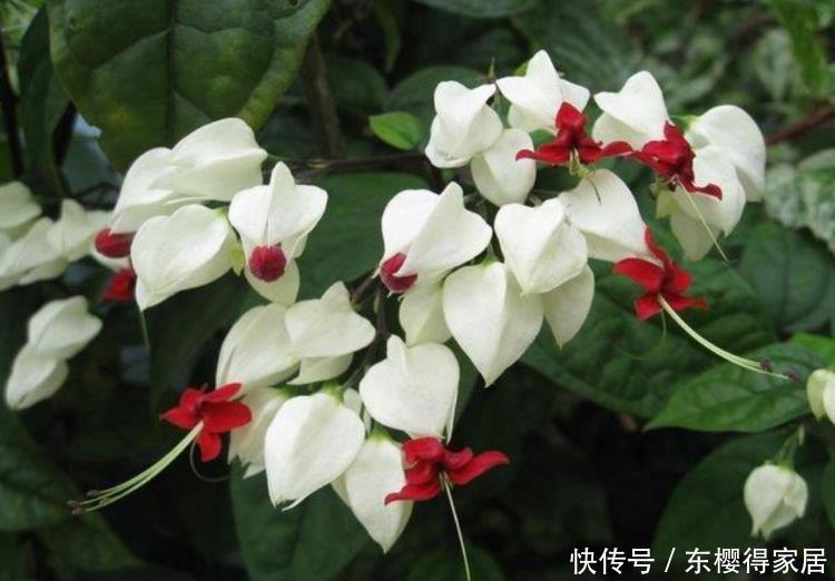 4种花养家里,福旺运旺财更旺,花朵迷人,阵阵花香