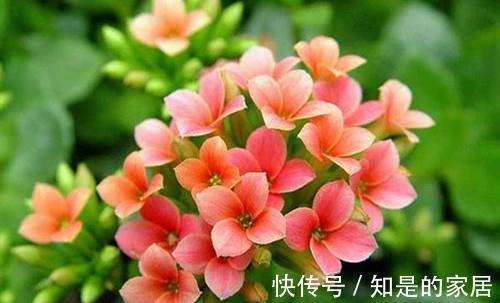 长寿花掉花苞怎么办，从这四点找原因，就能解决