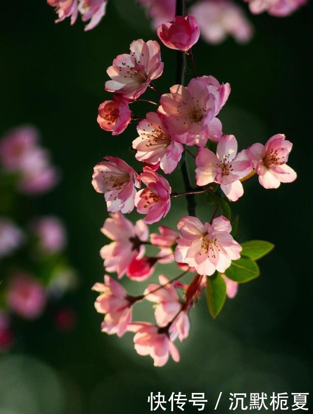 有院子就种4种树,老祖宗留下的“顺口溜”,不是没有道理!