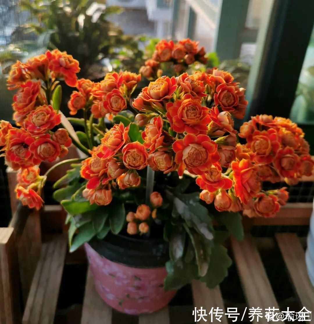 橡皮树|养花就怕乱浇水,越浇死得越快,赶紧住手