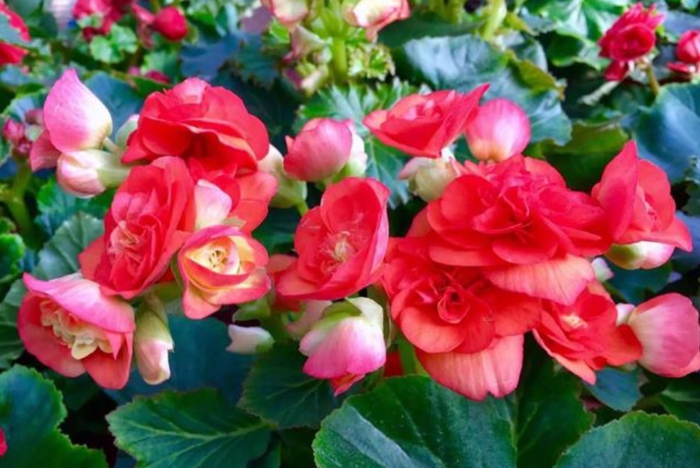 1种花美得倾国倾城,叶美花更美,四季开花不断,随便一养就爆盆