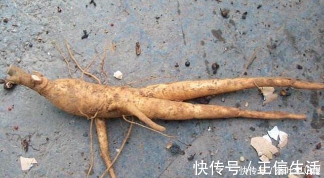 野草|它便是珍贵的“土人参”,告诉村里人,目前80元一斤,别忽视