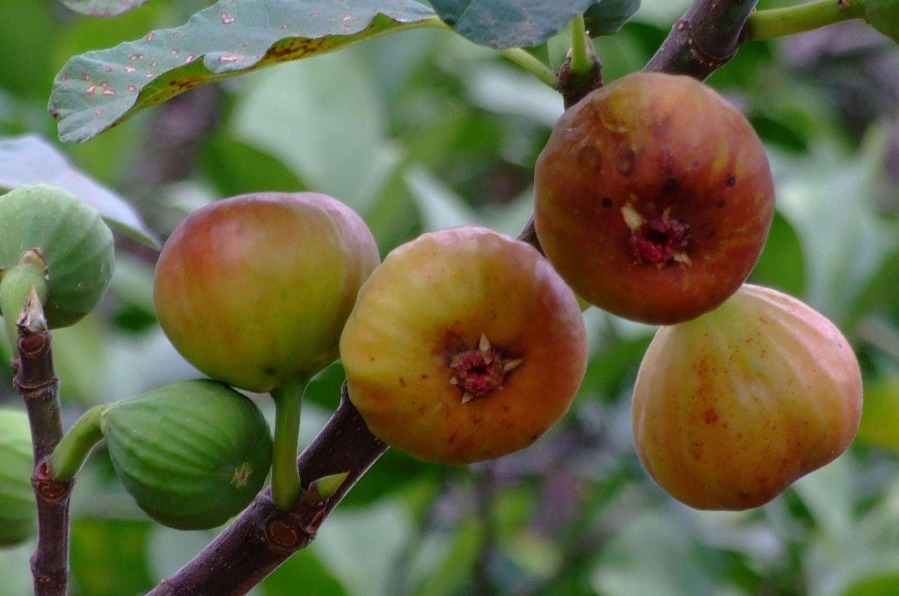 家里不能“碰”光的三种花，要放在黑暗里摆放，根粗叶绿花儿红