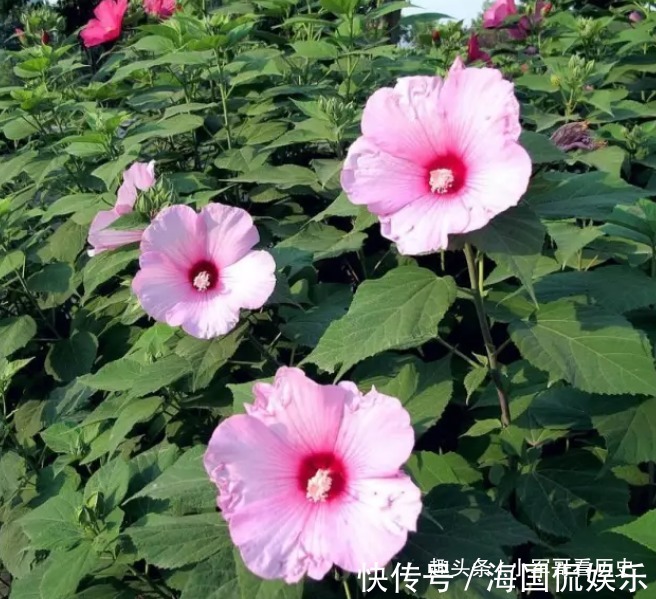 寓意|此花一天有三变化,相当的具有特殊,具有早熟的寓意