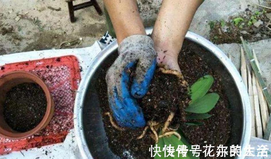 修剪|花卉养不活？5个坏习惯在作祟，不戒掉啥花都养不好，你中了几条