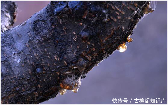 物质|小叶紫檀棕眼里的黑色物质到底是什么?