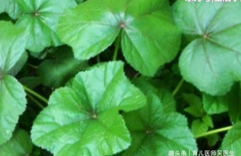 苹果|爱美女性,要多吃的好食物,补充营养,改善体质,越吃越年轻态