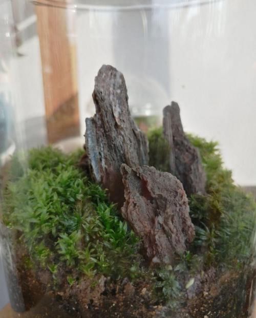 这花真好养,叶子沾点水就能活,7天爆满一大缸