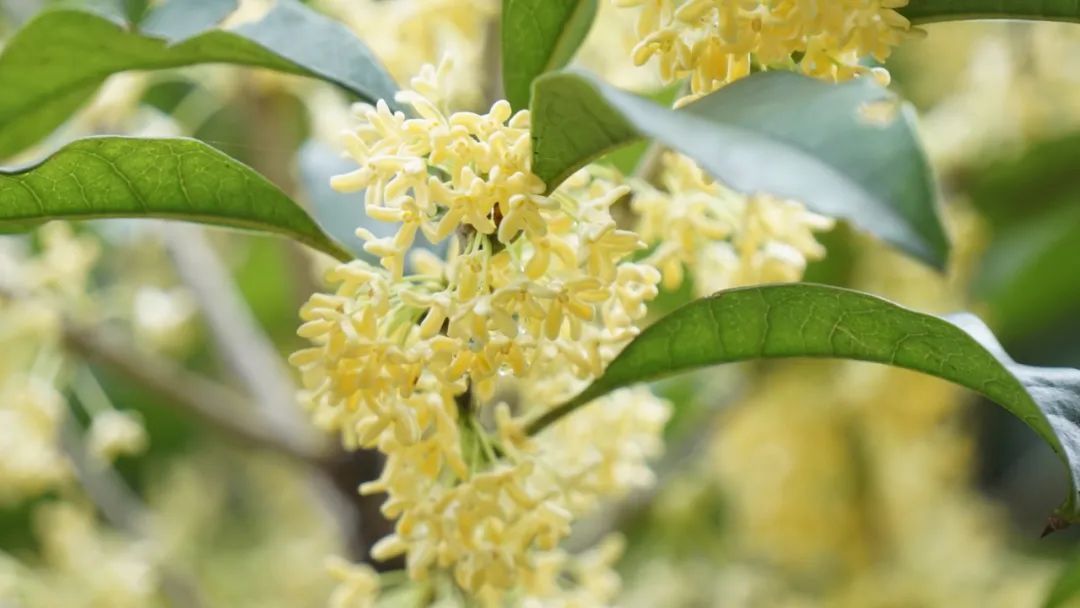 桂花|今年的桂花为什么还没开？