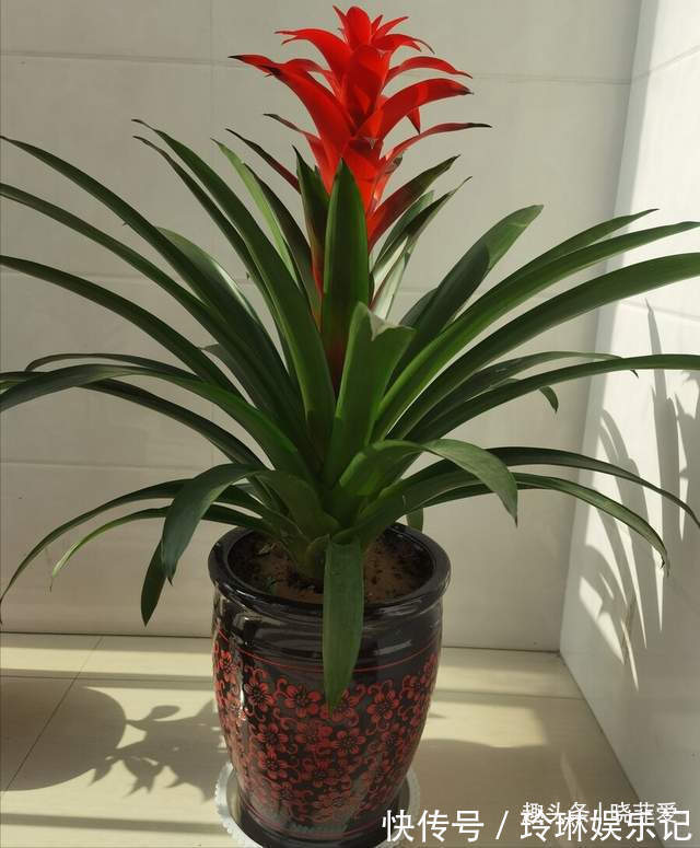 4种好运花,“养人”又吉祥,放在家里显“高级”,建议养一盆