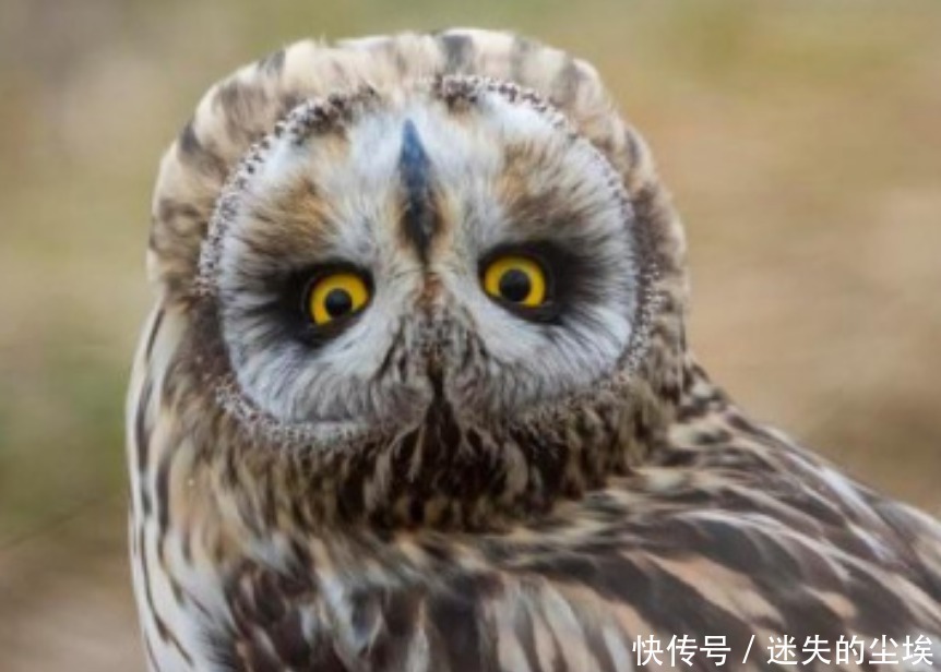 为啥猫头鹰笑就有人去世?原来这不是