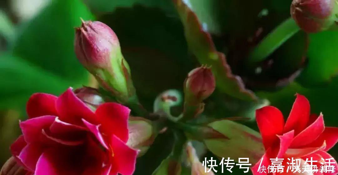 以下9种会变色的绿植,养上四五盆就能让阳台变得生动起来