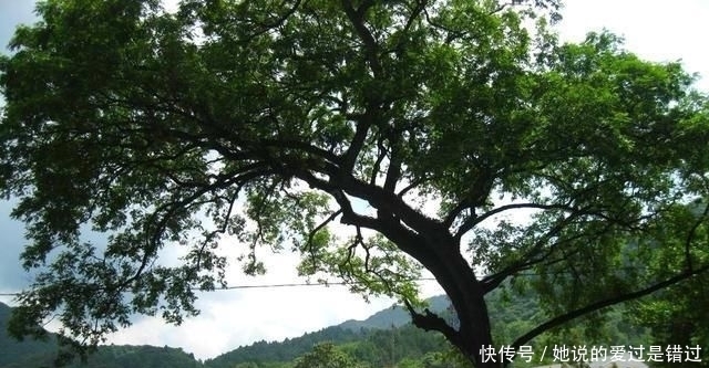 韩信|重新解读“成也萧何,败也萧何”韩信愚蠢至极