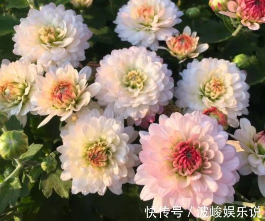 叶子|国外超流行的盆栽花卉，叶子硕大翠绿，花型美丽，花期达九个月