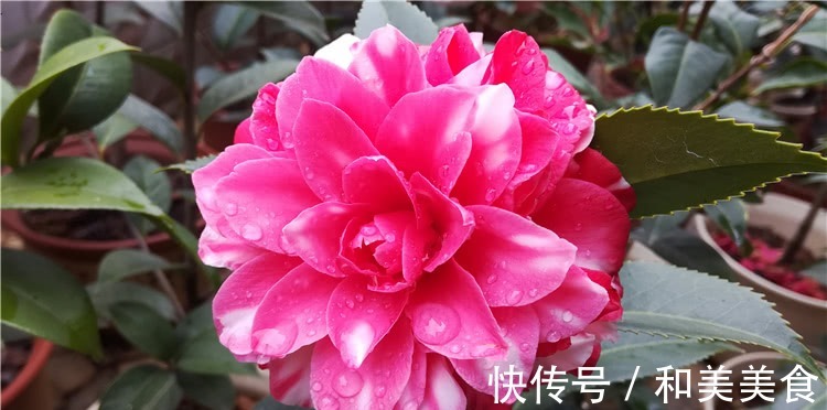 土壤|错用这几种土种茶花,难怪茶花老长不好,黄叶不开花!