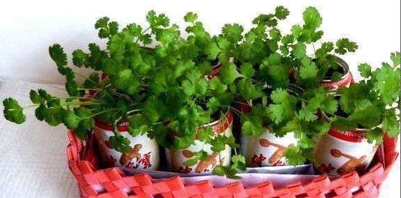 菜叶|5种蔬菜吃完可别扔,菜叶放水里可再生,几乎不用管,还可当盆栽