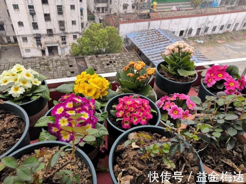 水仙花|6种花是一次性,开完可以扔了,别再浪费时间