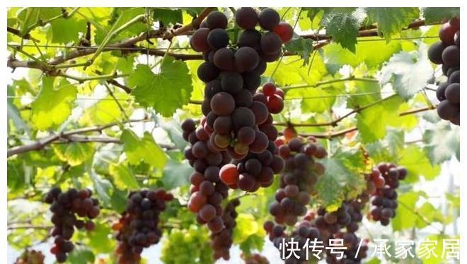 葡萄|清洗葡萄小妙招,学会正确方法,干净又卫生,葡萄皮都能一起吃